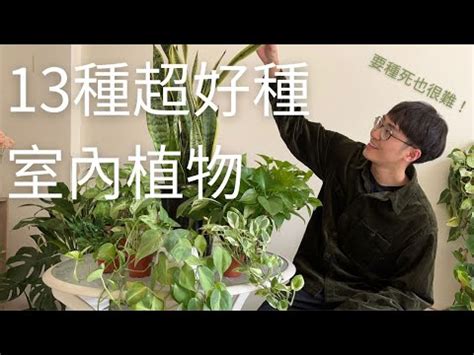 容易種植的植物|新手必收！最容易種植的室內植物推薦 